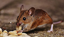 24 Hour & Emergency Exterminators in Huntington Station, NY